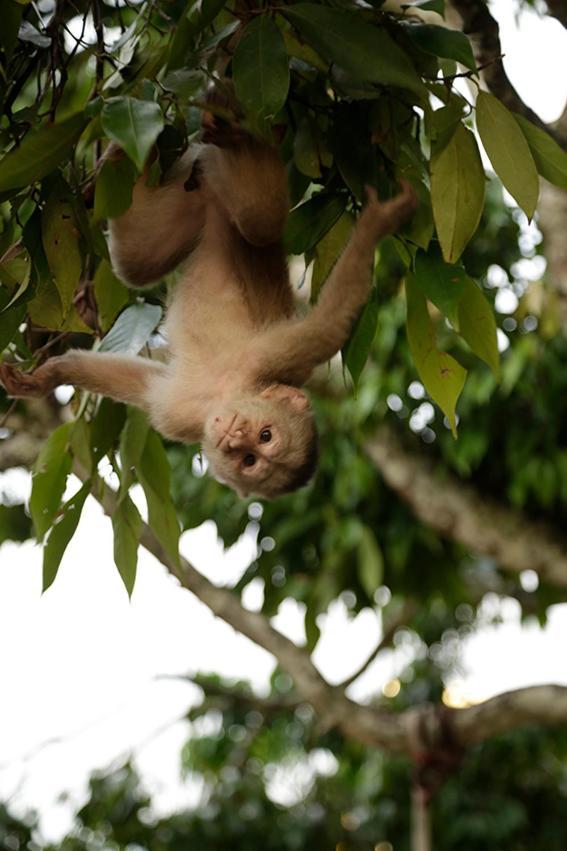 Misahualli Amazon Lodge Экстерьер фото